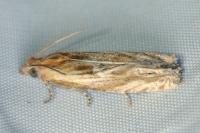 Eucosma