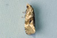 Gynnidomorpha alismana