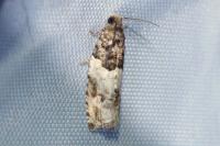 Gypsonoma sociana