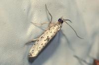 Yponomeuta plumbella