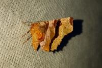 Selenia tetralunaria