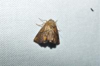 Apoda limacodes