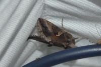 Autographa gamma