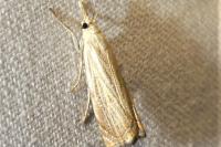 Chrysoteuchia culmella