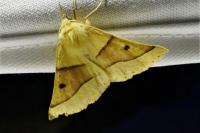 Crocallis elinguaria