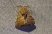 Malacosoma neustria