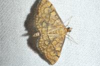 Anania verbascalis