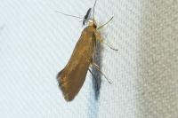 Crassa unitella