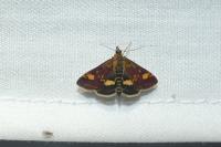Pyrausta aurata