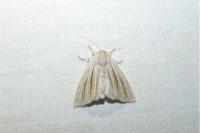 Acronicta albovenosa