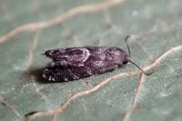 Cydia coniferana
