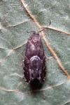 Cydia coniferana