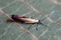 Coleophora deauratella