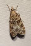 Eudonia mercurella