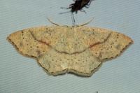 Cyclophora punctaria