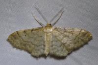 Idaea fuscovenosa