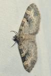Pterapherapteryx sexalata