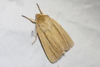 Mythimna straminea