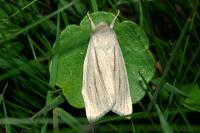 Acronicta albovenosa