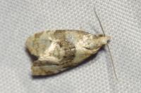 Phalonidia manniana