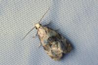 Phalonidia manniana