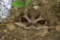 Dysgonia algira