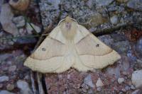 Crocallis elinguaria