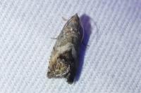 Cydia splendana