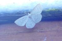 Cabera exanthemata
