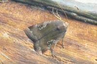 Noctua janthe/janthina