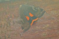 Noctua janthe/janthina