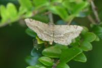 Chiasmia aestimaria