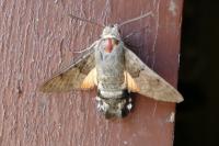 Macroglossum stellatarum