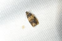Celypha aurofasciana
