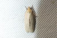 Agonopterix pallorella