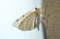 Lomographa bimaculata
