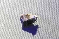 Meganola albula