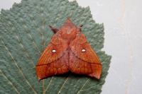 Odonestis pruni