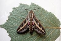 Hyles livornica