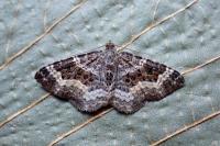 Epirrhoe alternata