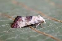 Cochylis hybridella