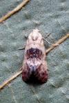 Cochylis hybridella