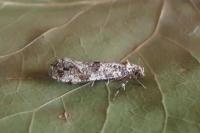 Morophaga choragella