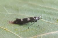Scythris scopolella