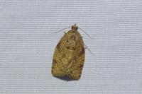 Adoxophyes orana