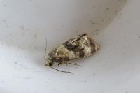 Phalonidia manniana