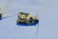 Acleris variegana