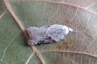 Acleris kochiella