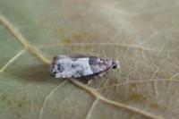 Gypsonoma aceriana