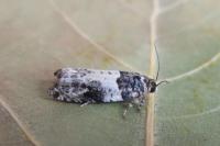 Gypsonoma sociana